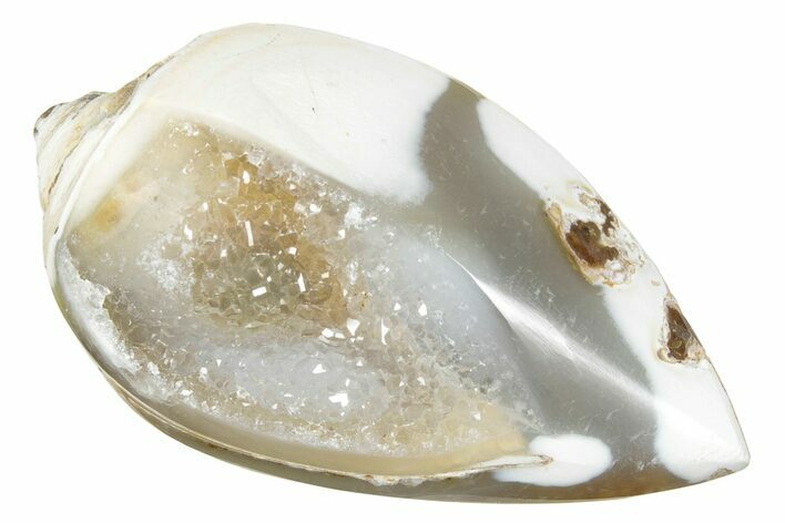 Chalcedony Replaced Gastropod With Sparkly Quartz - India #239293